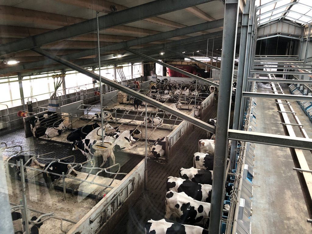 La Universidad de Wageningen & Research está ranqueada como la número 1 a nivel mundial en productos agrícolas y agro negocios, particularmente por los avances que tienen en el tema de producción de leche vacuna.